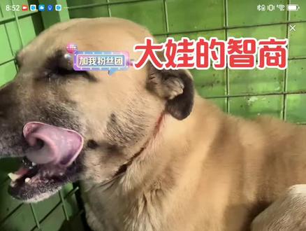 喜茶踩到大娃受伤的腿,大娃疼得给喜茶一口,然后就示意老吴看它的伤口,给大娃气坏了#狗狗#猎犬#顶级头狗西北刀客大娃@西北刀客-吴队 @西北刀客-机油手 @西北刀客摄影-李 @西北刀客-徐晒晒