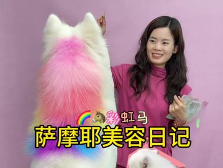 彩虹🌈小马萨摩耶美容日记来啦#萨摩耶 #狗狗 #萌宠出道计划 #宠物美容培训 #小马宝莉