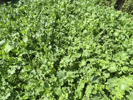 野辣菜吃不迭,晒成干菜存起来