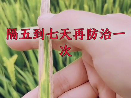 白叶枯病影响养分积累,引起谷粒不实或千粒重降低!#三农 #抖音助农 #农资 #水稻 #白叶枯