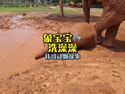 亚洲象妈妈怎么叫宝宝起床呢?#万物皆有灵性 #萌宠 #动物的迷惑行为