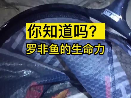 罗非鱼生命力#钓鱼的乐趣只有钓鱼人懂 #野河野钓 #钓鱼人就是这么疯狂
