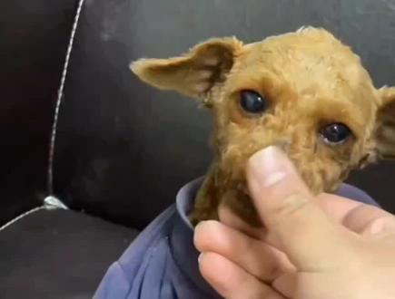 摸摸哥为啥不怕狗狗咬!?!在线教学!还在被狗咬的快来学习一下#狂犬疫苗 #被玩坏的狗子 #欠揍的狗子