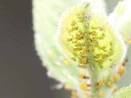 蚜虫的发生危害特点#蚜虫 #害虫 #园林绿化 #病虫防治 #植保