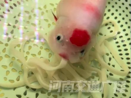 家养的"兰寿金鱼"沉浸式嗦面,鱼主人:它生病食欲不佳,尝试喂些面条改善伙食!
(来源@美丽浙江)