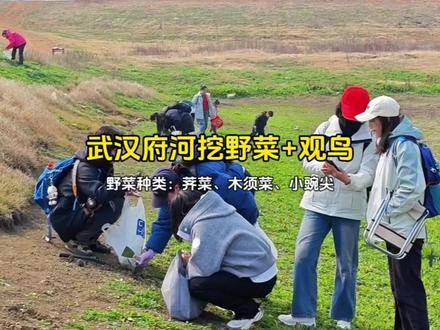 【武汉府河挖荠菜+观鸟】内附挖荠菜地址
🚦【活动详情】
①观鸟识鸟:候鸟待在府河的时间为每年10月-次年3月,数量几十万只,可以观测的鸟类品种大概有:白琵鹭、绿头鸭、喜鹊、苍鹭、斑嘴鸭、哦灰雁、反嘴鹬、普通鸬鹚绿翅鸭、丝光椋鸟、豆雁、白鹭、罗纹鸭……,可以识鸟、观鸟、拍照。
②挖荠菜:府河河堤几公里到处都有野荠菜,根本挖不完。
③河堤徒步:沿着府河河堤漫步6-7km,也边挖荠菜边玩,沿途观赏候鸟。
④学习分辨野荠菜,群友之间互相学习分享荠菜的多种做法。
⚠️府河真的超多荠菜、苜蓿菜、小碗尖,不少人过去挖野菜。多到可以搬个小板凳坐着挖。河边还可以钓鱼、野炊。
🟢【挖荠菜地址】武汉市柏泉农场北湖大队
🔴【携带装备】
①观鸟:望远镜、相机、手机等。
②挖野菜:铲子/剪刀、凳子、手提袋等。
#武汉户外 #挖野菜 #府河挖荠菜 #荠菜 #苜蓿菜