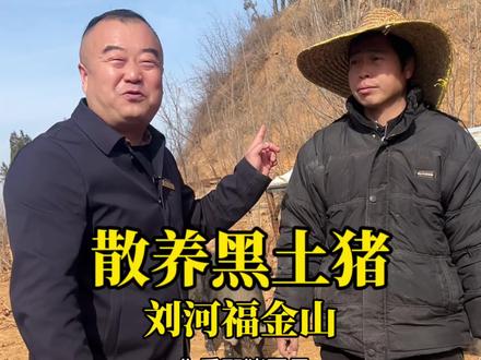 这散养跑地猪可不赖!#散养黑土猪 #土猪肉 #波波探店