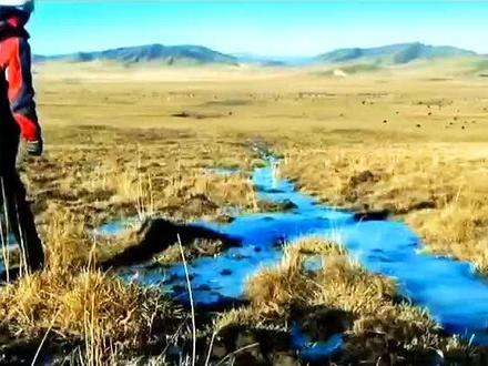 2026年第一刀是“格林”,看完后久久不能平静,格林回归狼群回归“自由”是错还是对,16岁的格林还在若尔盖草原吗?#神奇的动物纪录片 #李微漪和格林的故事 #格林