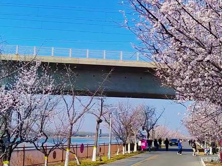 滹沱河河心岛的桃花开啦。#滹沱河生态艺术岛 #桃花 #春季赏花好去处 #石家庄游玩推荐 #这么近那么美周末到河北
