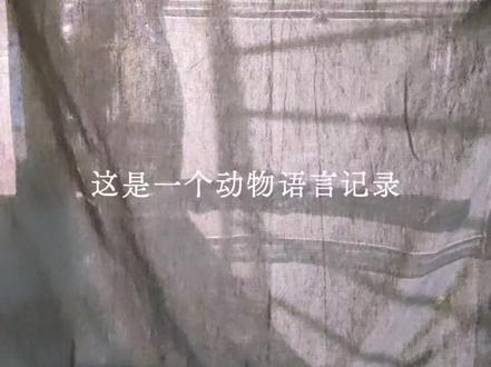 深夜里,鸟说要把难过嚼嚼碎。#人间清醒 #反内耗 #现实语录 #深夜鹦语 #上热门