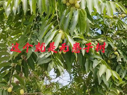 这就是被称为天然洗洁剂的无患子,用它做成的天然植物洗洁用品,在我国、日本、韩国、美国等国家已经相当流行。更受欧洲人的欢迎。#天然洗护 #无患子 #无患子手串