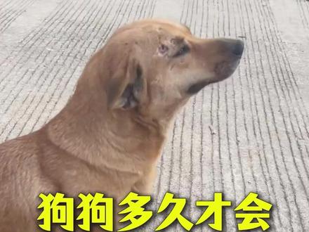 狗狗多久才会忘记主人 #狗狗 #养狗人 #养狗经验分享 #新手养狗 #科学养宠攻略