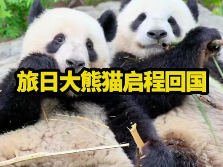 1月27日,旅日双胞胎大熊猫晓晓、蕾蕾启程回国,清晨数万日本民众自发前往上野动物园送行,手持画像与祝福标牌,满是不舍与牵挂,不少人难掩眷恋流下眼泪;当地时间13时25分,晓晓和蕾蕾乘坐专用卡车从东京上野动物园出发前往成田机场,20点搭乘四川航空专机顺利起飞,预计北京时间28日凌晨1点抵达成都天府机场,这对2021年诞生于上野动物园的熊猫宝贝归国,让日本迎来自1972年中日邦交正常化后的首次熊猫空窗期,愿晓晓、蕾蕾平安顺遂归国,顺利完成30天隔离检疫,在祖国的怀抱里开启幸福新生活!#旅日大熊猫启程回国#日本民众送别晓晓蕾蕾#晓晓蕾蕾返回中国#大熊猫晓晓#大熊猫蕾蕾