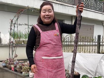 朋友们,去年的甘蔗大家都说种的好,今天分享甘蔗的种法给大家看看