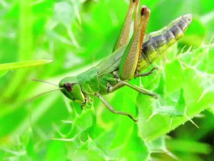 为什么说蝗虫是世界性大害虫 #动物世界 #萌知计划