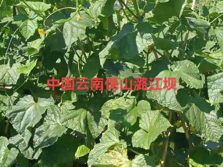 疫情难,难疫情;什么时候才是个头啊?农民难啊!#传递正能量 #农村生活 #情感 #内容过于真实 #原创