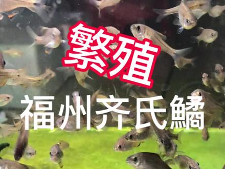 福州齐氏鱊繁殖第一天。#原生鱼 #最美原生鱼 #养鱼日记 #观赏鱼 #福州齐氏鱊