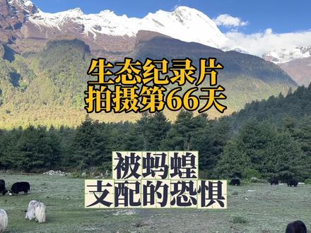 墨脱的蚂蝗雨
#墨脱 #蚂蝗 #拍摄花絮