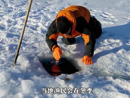毒素遍布的格陵兰睡鲨肉,做出的小吃好“美味”
