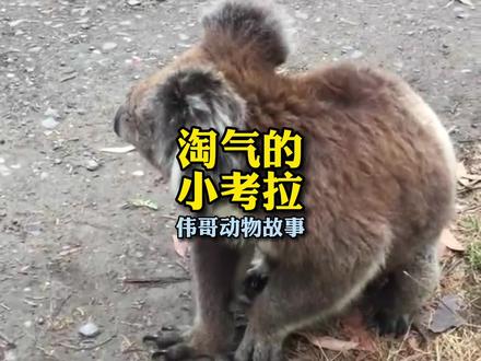 为什么小考拉总是会弄丢呢?看完你就明白了!#人与动物和谐共处 #治愈系 #树袋熊