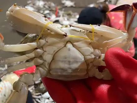 水蟹原来有这么多水#喜欢赶海的关注我 #我在鲅鱼圈 #鲅鱼圈旅游攻略 #海边民宿 #鲅鱼圈