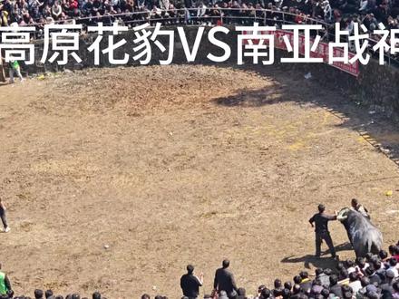 一代名牛陨落#南亚战神