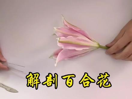 生物实验解剖百合花讲解视频#手工花制作 #学会快去试试吧🔥