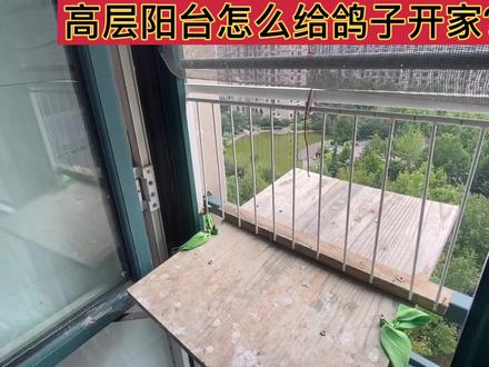 #养鸽人 #信鸽赛鸽 #鸽子 #信鸽 讲一下阳台鸽舍怎么给小鸽子开家
