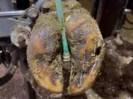 谁能想到,牛蹄里藏了这么个东西? #修牛蹄 #解压 #解压视频 #强迫症