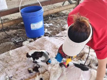 剪羊毛的细节,大家可以借鉴和学习#剪羊毛 #育肥羊