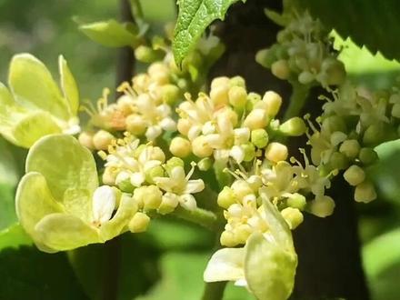 忍冬科-荚蒾属 蝴蝶荚蒾/ 蝴蝶戏珠花