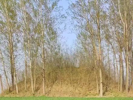 荒郊野外的一座千年古墓,地宫中犹如迷宫一般