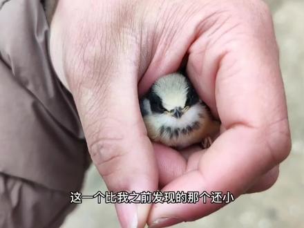 中国最小的小鸟,今天看看它们的窝,这么完美的窝也挡不住暴风雨#爱鸟护鸟 #鸟类实拍 #红头长尾山雀 #鸟类 #鸟窝