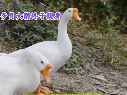 失踪多月的大鹅终于现身