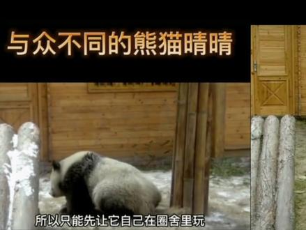 晴晴: 出生于2007年2月23日,妈妈:吉妮(良良的女儿). 爸爸:青青(白雪的儿子)。晴晴是全球唯一一只怀孕期达到324天并在春天出生的大熊猫,其母亲“吉妮”来自北京动物园,因怀上“晴晴”时已年满14岁而当选全球初产年龄最大的熊猫妈妈。所以“晴晴”一出生便创下了熊猫界孕期最长、春季产仔、母亲初产年龄最大的三项世界纪录,被称为“奇迹大熊猫”。育有:月亮和天天2个孩子。同母异父的妹妹小白兔(北动小白天的妈妈)。