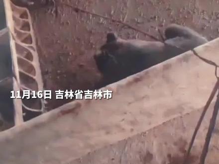 黑熊袭击猪圈,全身扎满麻醉针被挖土机“端走”
