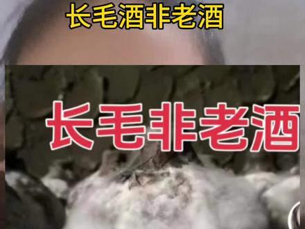 长毛酒非老酒#以酒会友 #纯粮酒 #喝酒啦