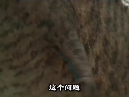 #恐龙的短小前肢到底是用来干嘛的?
答:骑自行车的