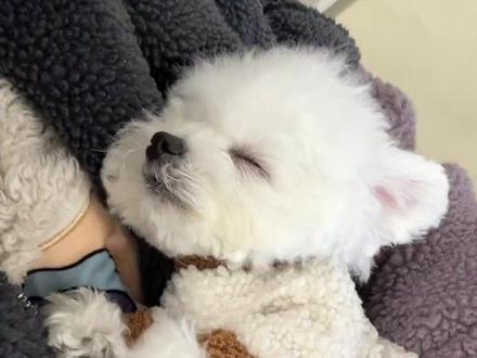 为什么抱着小狗睡,不会失眠还容易睡过头? #狗狗 #狗狗的心思都写在脸上了 #新手养狗 #养宠进阶指南 #小狗