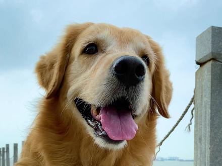 女子本弱,为母则刚!有一种爱叫放手.....#百亿剧好看计划 #金毛