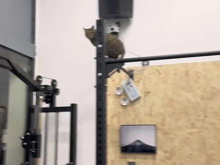 功夫猫猫——旦旦侠#老祖宗严选#狸花猫#功能性训练#双力臂#猫咪的迷惑行为