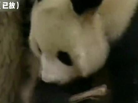 大熊猫吉妮从小患有肠胃炎,发情期异常,2006年由北京到四川卧龙相亲在,初来乍到的吉妮需要一个适应期……#国宝熊猫 #被你萌化了 #万物有灵 #爱护动物 #人与自然万物和谐共处