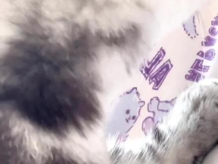 猫咪舔主人嘴唇是代表亲亲吗?养猫必看#猫咪舔嘴唇 #猫咪亲亲 #萌宠知识
