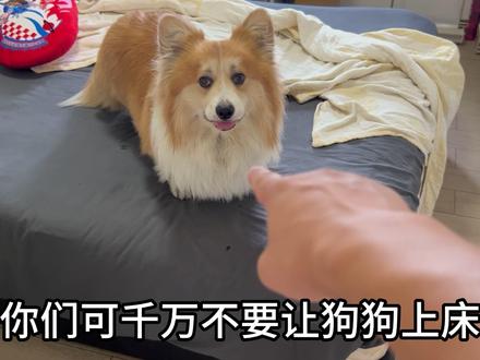 千万不要让狗狗上床! #狗狗科普