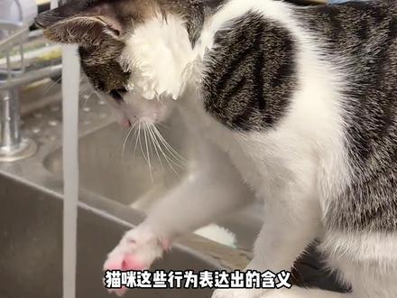 猫咪这些行为表达出的含义,你知道的有几种? #猫咪行为解析 #猫咪 #猫咪踩奶
