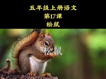 五年级上册语文《松鼠》