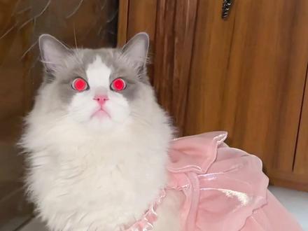 黑道老大重生之变成小猫咪#黑道老大重生之我是小猫 #重生归来复仇 #社会猫 #黑道风云