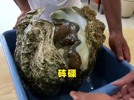 百年寿命,却死于一道菜:砗磲的绝望#美食 #地方特色美食