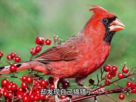 #课文朗读 八年级下册7.《大雁归来》