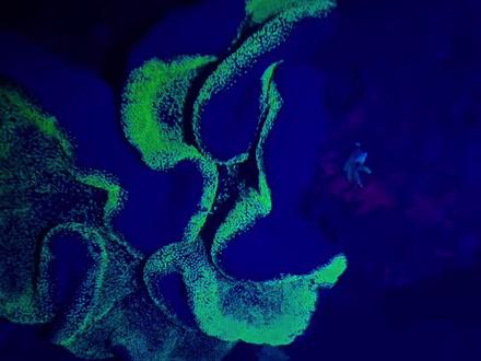 海底有东西发光,大概率是发现了宝藏吧 #赶海 #观赏鱼 #海洋生物 #潜水抓鱼